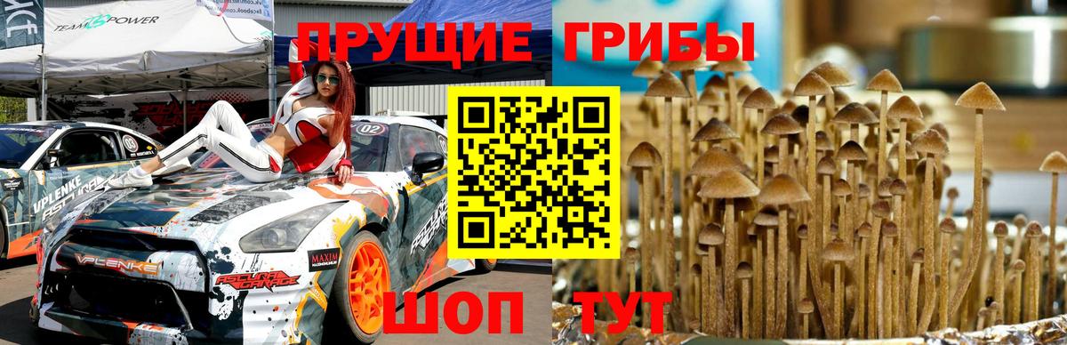 Псилоцибиновые грибы Psilocybe Усинск